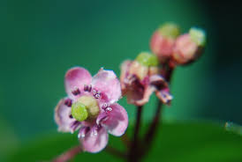 Attēlu rezultāti vaicājumam “Chimaphila umbellata bud”