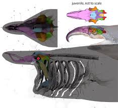 Image result for Cetorhinus maximus