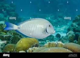 Image result for Acanthurus bahianus