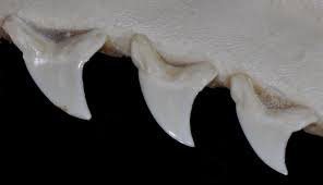 Image result for Alopias superciliosus