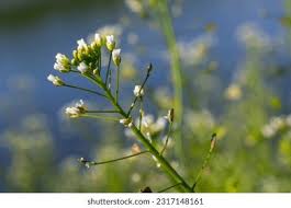 Attēlu rezultāti vaicājumam “Capsella bursa-pastoris bud”