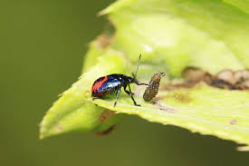 Attēlu rezultāti vaicājumam “Zicrona caerulea”