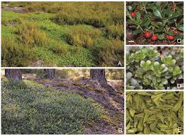 Attēlu rezultāti vaicājumam “Exobasidium uvae-ursi”