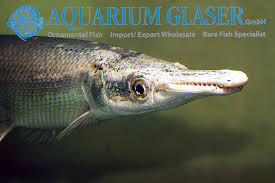 Image result for Atractosteus spatula