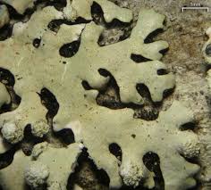 Attēlu rezultāti vaicājumam “Hypotrachyna sp.”