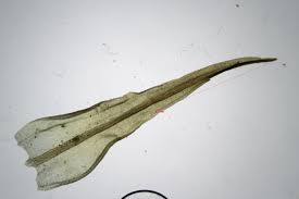 Attēlu rezultāti vaicājumam “Didymodon fallax var. brevifolius”