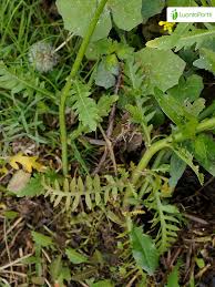 Attēlu rezultāti vaicājumam “Rorippa amphibia leaf”