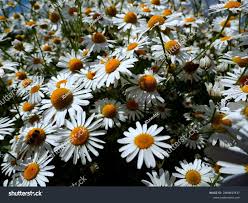 Image result for Chrysanthemum leucanthemum