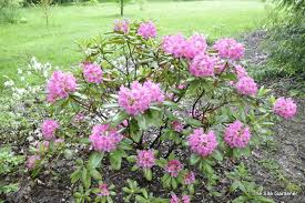 Image result for haaga tehron