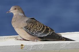 Image result for Streptopelia orientalis