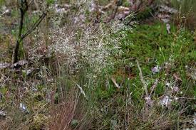 Attēlu rezultāti vaicājumam “Corynephorus canescens flower”