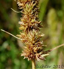 Attēlu rezultāti vaicājumam “Carex loliacea fruit”