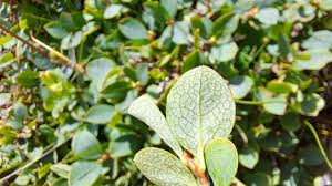 Attēlu rezultāti vaicājumam “Vaccinium uliginosum leaf”