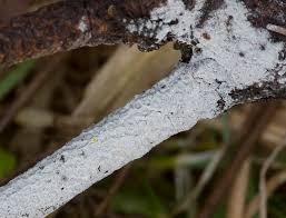 Attēlu rezultāti vaicājumam “Athelia pyriformis”