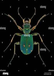 Attēlu rezultāti vaicājumam “Cicindela campestris”