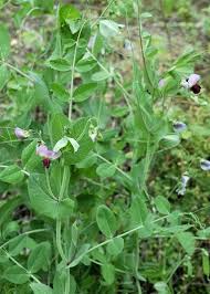 Attēlu rezultāti vaicājumam “Pisum sativum flower”