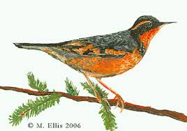 Image result for Ixoreus naevius