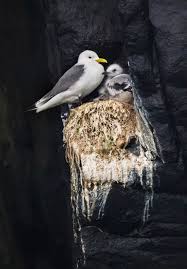 Attēlu rezultāti vaicājumam “Rissa tridactyla nest”