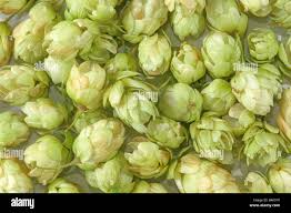 Attēlu rezultāti vaicājumam “Humulus lupulus bud”