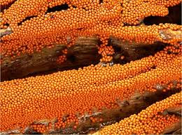 Attēlu rezultāti vaicājumam “Trichia varia macro”