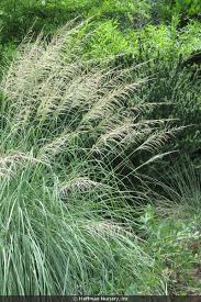 Attēlu rezultāti vaicājumam “Paraleucobryum longifolium sporophyte”