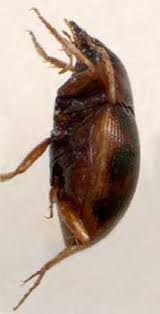 Attēlu rezultāti vaicājumam “Omophron limbatum”