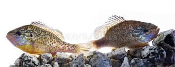 Image result for Lepomis gibbosus