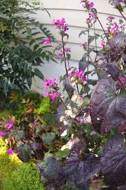 Image result for Lunaria annua
