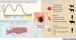 Attēlu rezultāti vaicājumam “Dermacentor reticulatus female”