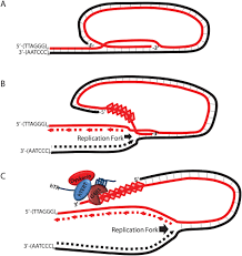 Image result for the end of the t-loop structure