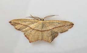 Attēlu rezultāti vaicājumam “Timandra comae”