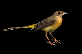 Attēlu rezultāti vaicājumam “Motacilla cinerea”