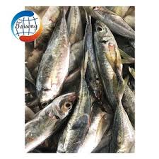 Image result for Trachurus trachurus