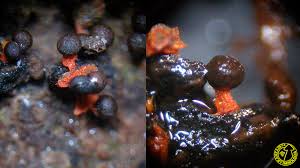 Attēlu rezultāti vaicājumam “Physarum psittacinum”