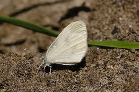 Attēlu rezultāti vaicājumam “Leptidea sinapis”