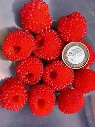 Attēlu rezultāti vaicājumam “Rubus illecebrosus fruit”