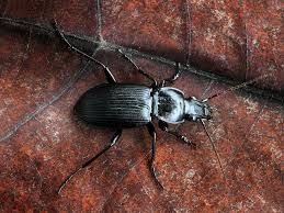 Attēlu rezultāti vaicājumam “Pterostichus niger”