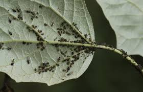 Attēlu rezultāti vaicājumam “Chaitophorus populeti”