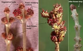 Attēlu rezultāti vaicājumam “Fraxinus pennsylvanica male flower”