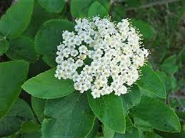 Attēlu rezultāti vaicājumam “Viburnum lantana”