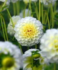 Image result for Dahlia `Snowflake`