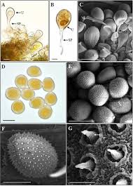 Attēlu rezultāti vaicājumam “Puccinia agrostidis”