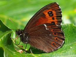 Attēlu rezultāti vaicājumam “Erebia ligea upperside”