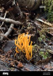 Attēlu rezultāti vaicājumam “Calocera viscosa”