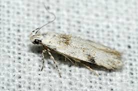 Attēlu rezultāti vaicājumam “Carpatolechia alburnella”