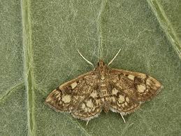 Attēlu rezultāti vaicājumam “Anania stachydalis”