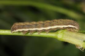 Attēlu rezultāti vaicājumam “Dypterygia scabriuscula”