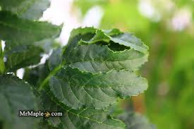 Attēlu rezultāti vaicājumam “Fraxinus excelsior leaf”