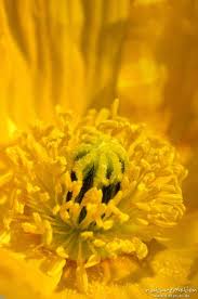 Image result for Alpenmohn