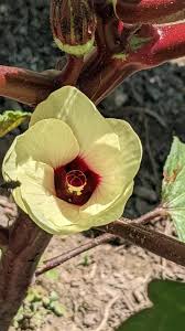 Attēlu rezultāti vaicājumam “Malvaceae”